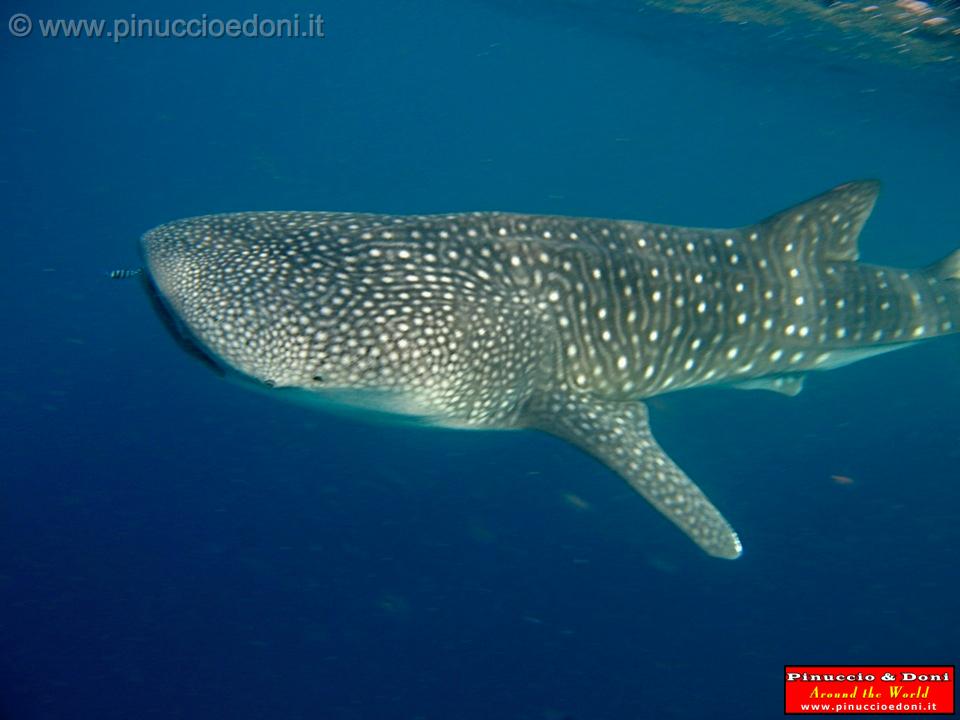 Djibouti - Whale Shark in the Gulf of Aden - 01.jpg